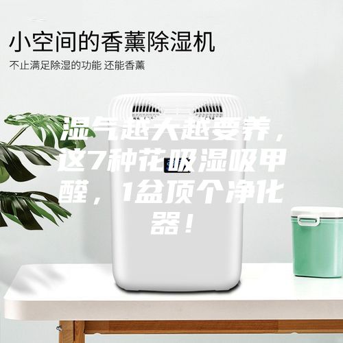 濕氣越大越要養(yǎng)，這7種花吸濕吸甲醛，1盆頂個凈化器！