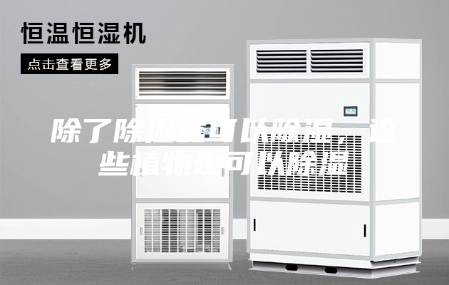 除了除濕器可以除濕，這些植物也可以除濕